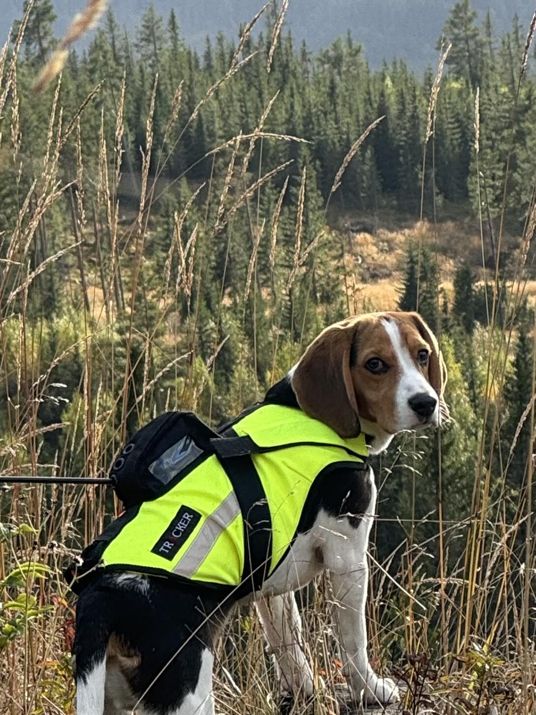 Tracker Luoto hundevest m/Flyteelement